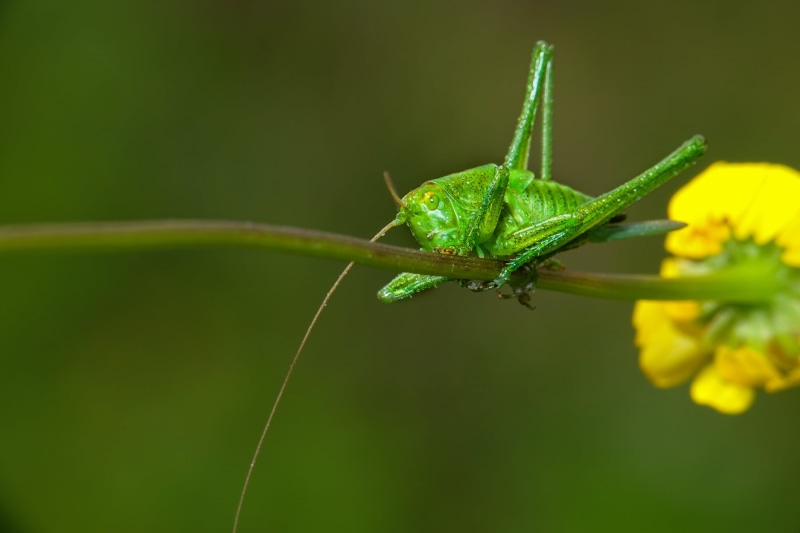 leaf, 720P, M3, winged insect, Pro1, green, nature, locust, plant, insect, photograpgy, winged, close-up, green Color, animals, DSC-RX10, Sony DSC, macro