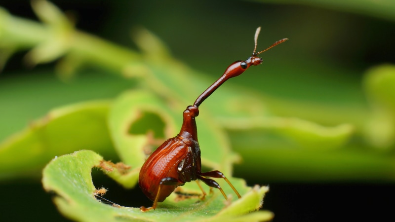 5K, close-up, brown, nature, animal, closeup, weevil, leaf, plant, photography, beetle, macro, giraffe, green, perched, insect