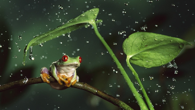 water drops, animals in the wild, frog, plant part, one animal, Red-Eyed Tree Frogs, leaf, raindrop, wet, animal themes, water, plant, close-up, no people