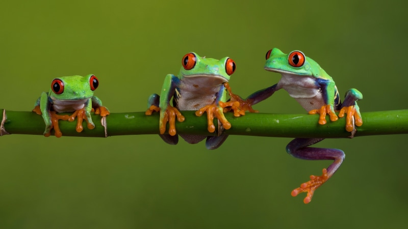 tree frog, red-eyed tree frog, 4K, frog, twig, red-eyed tree frogs, tree frogs, amphibian