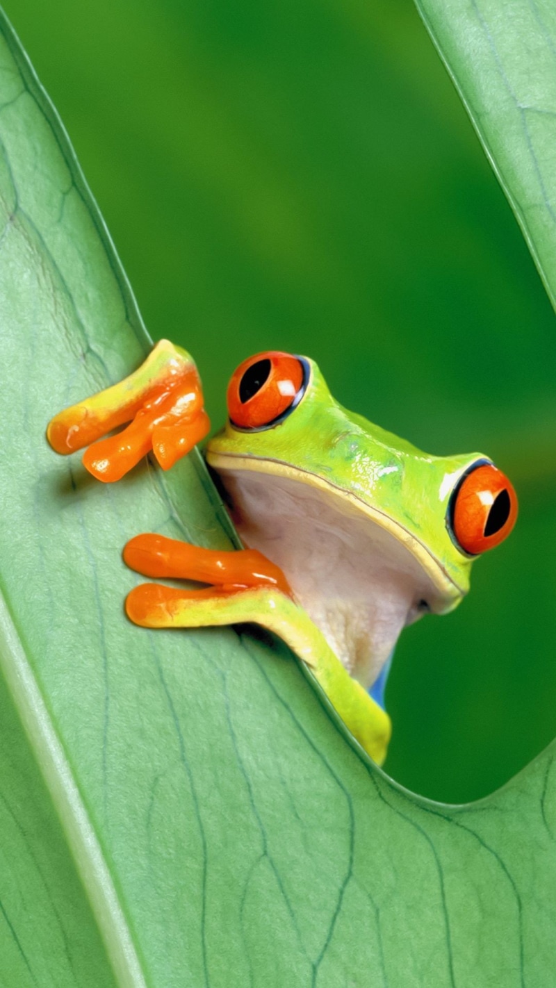 nature, green background, closeup, no people, marine, sea life, fish, underwater, animals in the wild, close-up, leaves, vertebrate, indoors, frog, sea