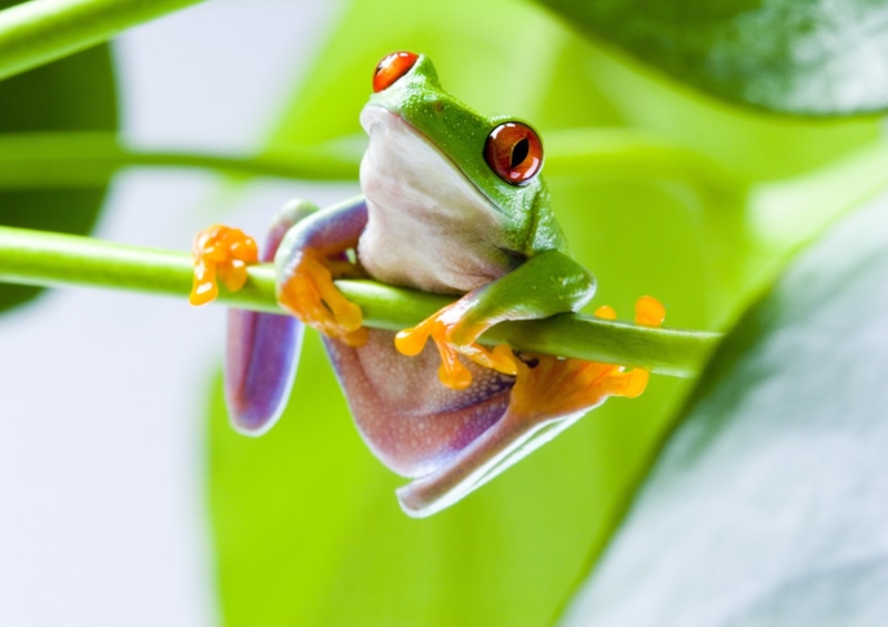 plant, frog, animal wildlife, flowering plant, nature, one animal, beauty in nature, no people, purple, day, invertebrate, 1080P, amphibian, close-up