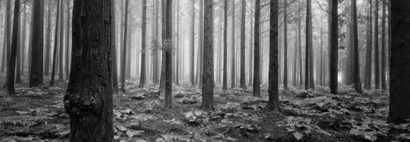 mystery, tree, bw, nature, photo, forest, mist, woods, woodland, jeju, misty, 30mm, peaceful, 2K, outdoors, landscape, quiet, grayscale, fog, autumn, Morning