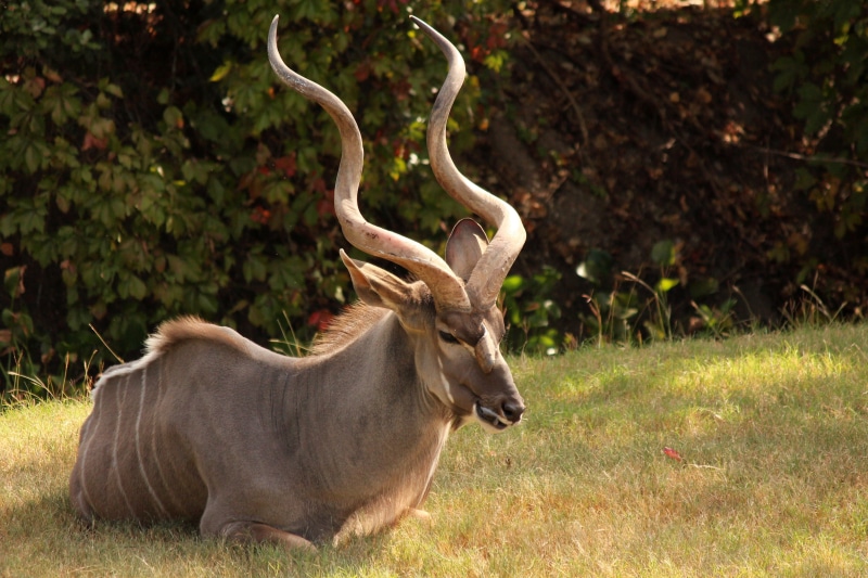 horn, gray, one animal, 4K, animal, no people, outdoors, domestic animals, africa, nature, mammal, wildlife, land, horned, grass, safari, animal wildlife