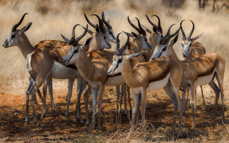 land, outdoors, horned, arid climate, animals In The Wild, herbivorous, domestic animals, field, masai Mara National Reserve, wildlife Reserve, animal themes