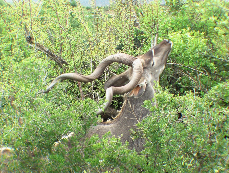 antelope, feeding, shantyman, 1080P, animals, south africa, gray, deer, addo, kudu, greater