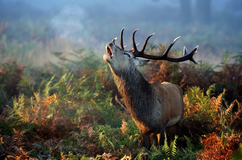 Autumn, fern, 1080P, deer, gray, deer horn, grass, tan, horn, moose
