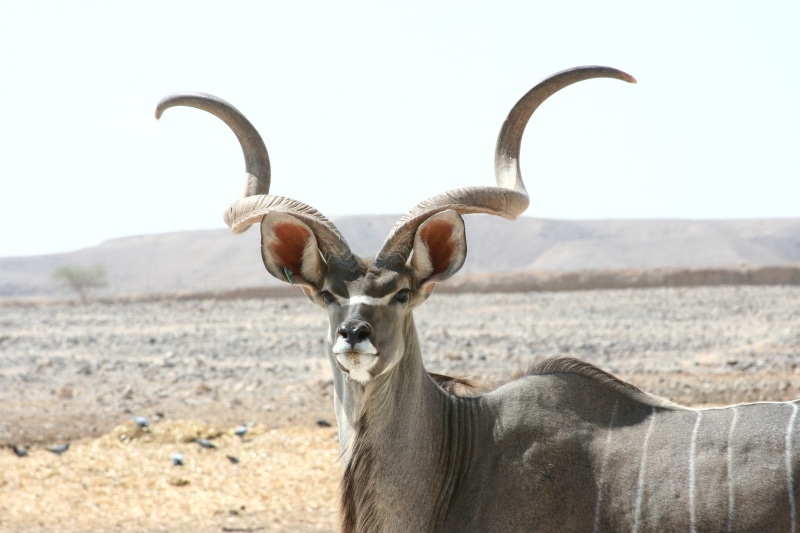 one animal, animal wildlife, domestic animals, nature, animal head, antelope, looking at camera, day, horns, herbivorous, land, mammal, savannah, wildlife