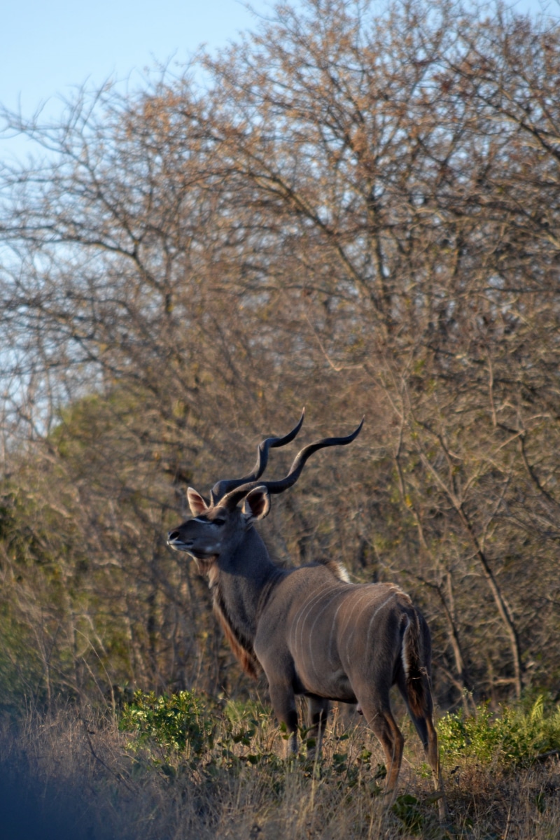 day, kudu, kapama, animal, animal wildlife, animal themes, lowveld, one animal, deer, herbivorous, forest, outdoors, safari, wildlife, antelope, mammal