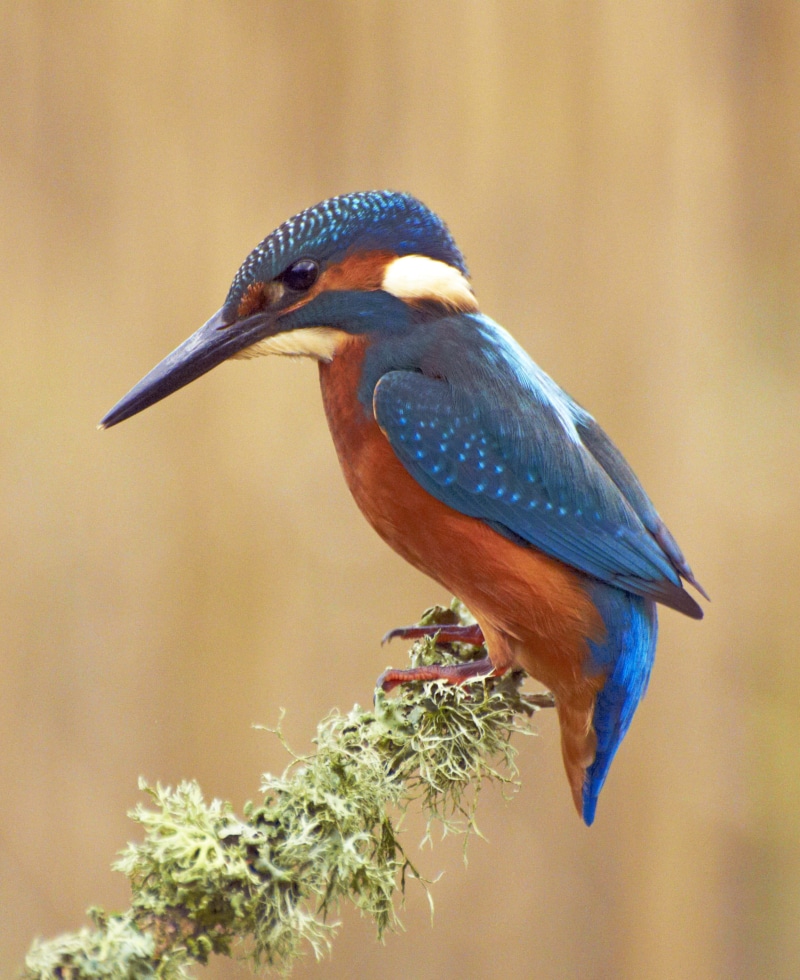 feather, greenery, red, daytime, kirkcudbright, bird Watching, botanicals, western, british isles, living creatures, british  isles, Kingfisher, colourful