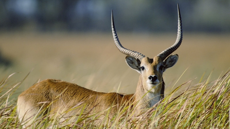 south Africa, outdoors, vertebrate, animals In The Wild, no people, safari, wildlife Reserve, gazelle, antelope, male Animal, animal wildlife, deer, animal