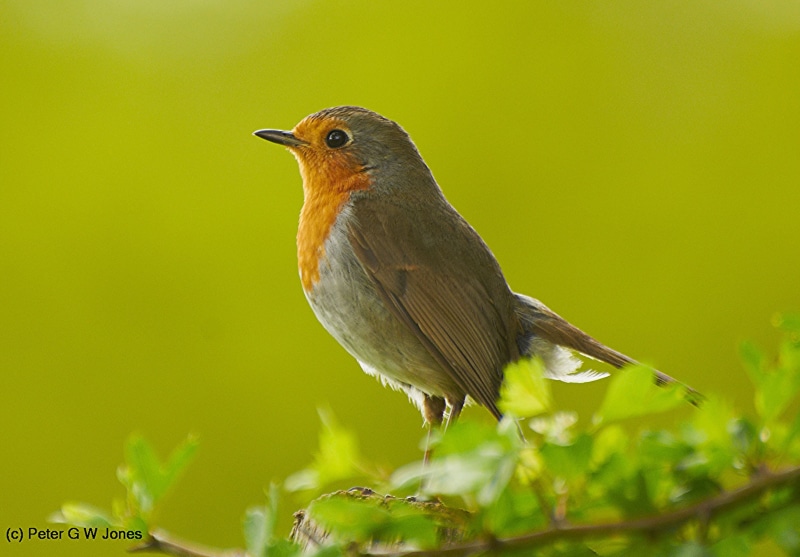 ultimate, nature, predator, british isles, image, picture, botanicals, day, vegetation, spectacular, capture, avian, natural, daytime, animaux, orange