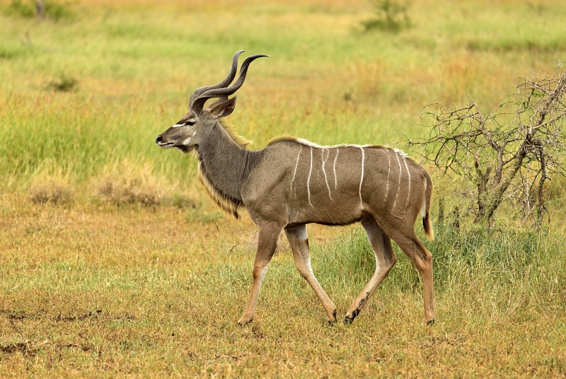 animals in the wild, full length, no people, nature, pose, male, grass, land, elegant, one animal, 5K, wildlife, domestic animals, side view, mammal, walking