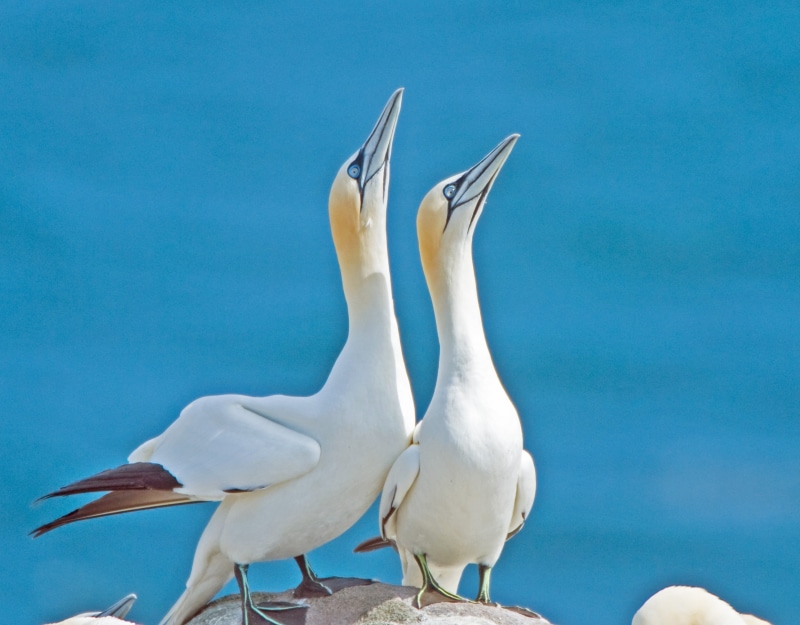 blue, gray, Gannet, living creatures, amateur  photographer, workshop, serene, ultimate, Planet Earth, sea, beside, bird, western, top, Peter Jones, photos