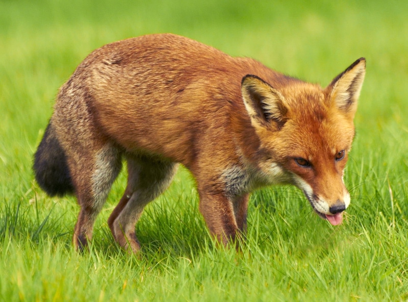countryside, colourful, Red Fox, image, vegetables, G  W, photo, day, red, growth, nature  photography, vegetation, fox, environment, amateur  photographer