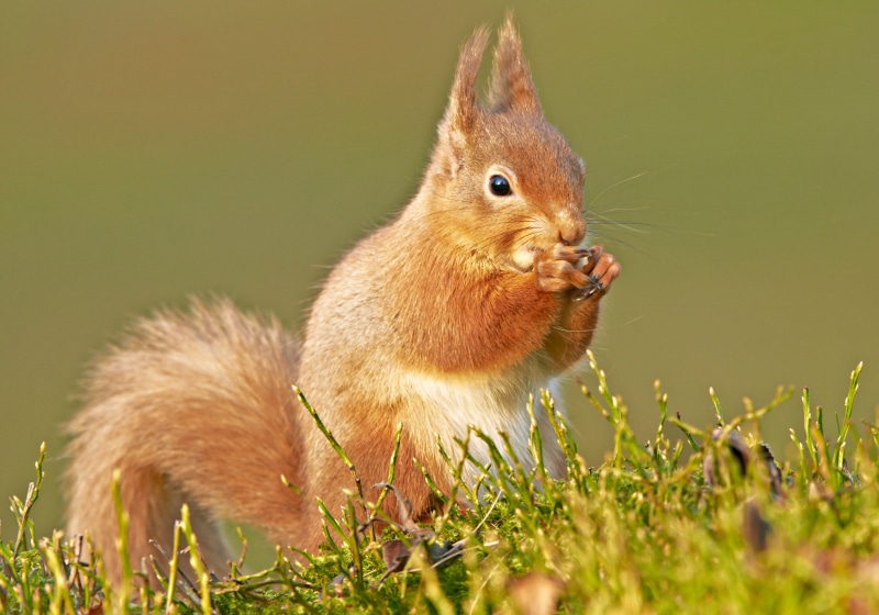 growth, history, Red Squirrels, environment, vegetable, aire libre, Planet Earth, Animals, animal kingdom, natural, green, workshop, squirrel, photo, uk