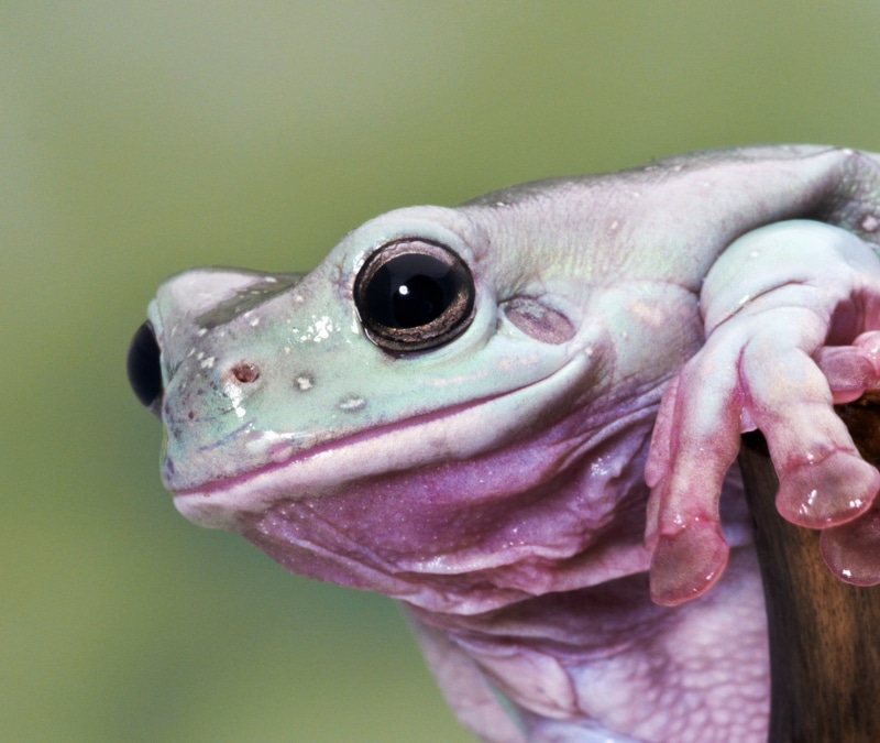 W  Jones, selective, Peter Jones, spectacular, plant Kingdom, ultimate, daytime, british isles, botanical, red, greenery, animal kingdom, Tree Frog, nature