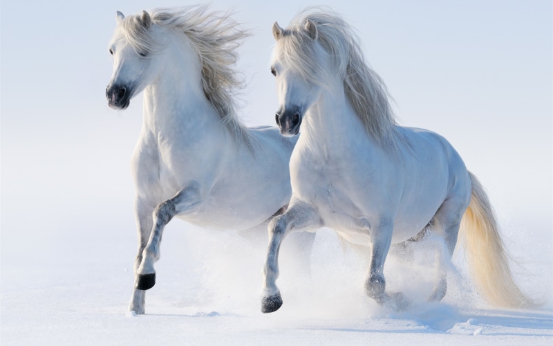Two, 2K, Snow, Winter, White, Horses