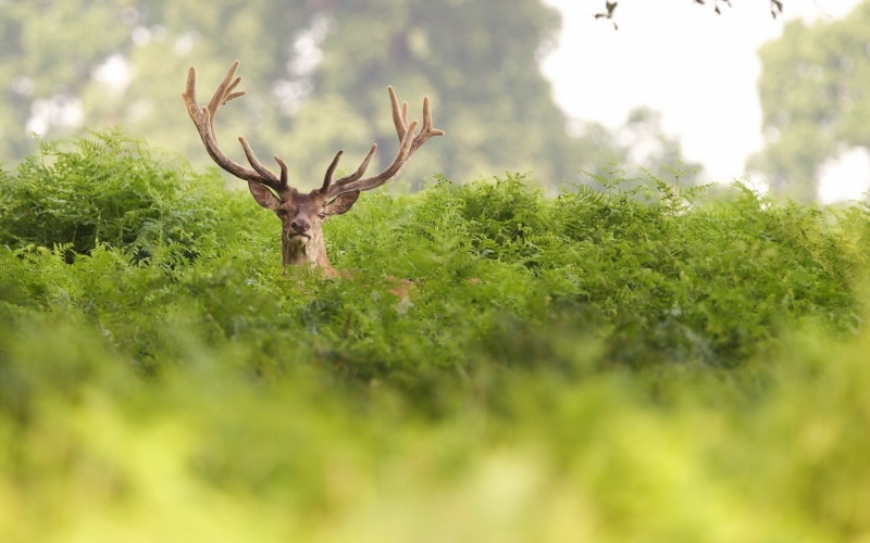 green color, herbivorous, plant, outdoors, stag, depth of field, antler, one animal, 720P, tree, nature, day, land, no people, vertebrate, forest, deer