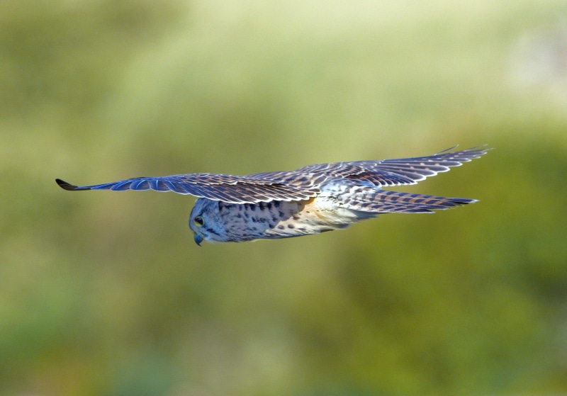 calm, natural, plant  kingdom, Hawk Owl, animals, W Jones, plant Kingdom, fauna, growth, animal kingdom, british  isles, beak, habitat, animaux, peaceful