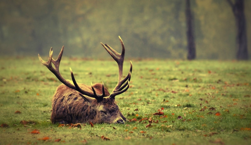 field, antler, no people, animals, animal wildlife, animal, stag, animal themes, animals in the wild, nature, tree, land, 2K, outdoors, deer, vertebrate