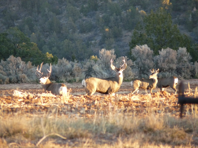 2K, outdoor, animal wildlife, white tail, nature, plant, herd, no people, field, united states, whitetail, stag, hunting, day, tree, animal themes, domestic animals