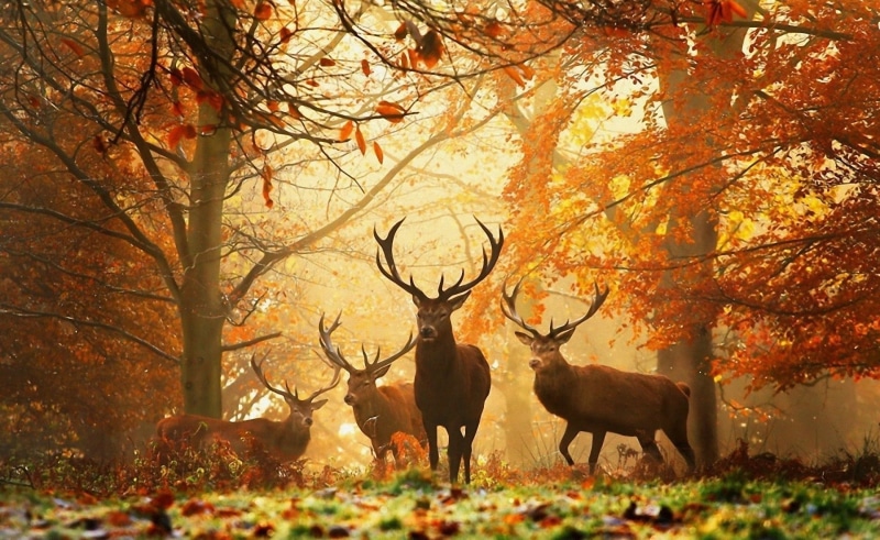 animal, brown, stag, deers, leaf, plant, autumn, fawn, no People, male Animal, animal wildlife, antler, deer Family, plant part, beauty In Nature, forest