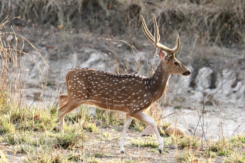 grass, animal, deer, land, nature, vertebrate, animal themes, animal wildlife, animals in the wild, stag, one animal, cheetal, plant, outdoors, chital