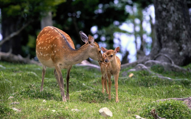 animal wildlife, young animal, mammal, antler, white, hoofed Mammal, day, animal, stag, park - Man Made Space, vertebrate, baby, fawn, woodland, nature