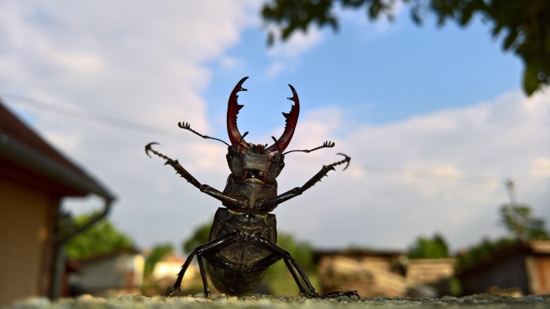 4K, creativity, day, insect, funny, architecture, human representation, close-up, sculpture, no people, sunlight, low angle view, sky, art and craft, focus on foreground