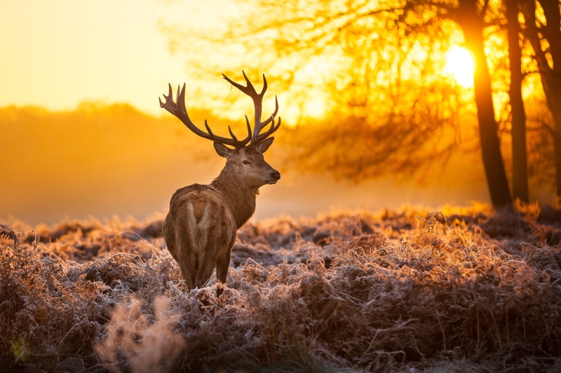 herbivorous, wildlife, animal, animal themes, red Deer - Animal, antler, no People, vertebrate, sky, land, male Animal, one Animal, standing, stag, animals In The Wild