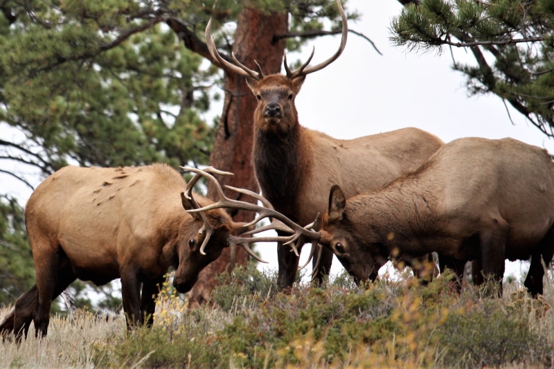 moment, land, outdoors, wildlife, meadow, mammal, group of animals, animal family, herbivorous, elk, stops, herd, domestic animals, antler, antlers, brown