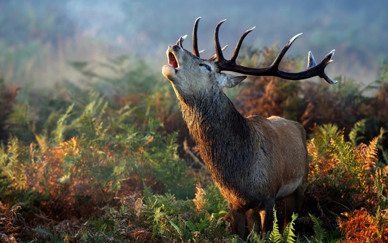 1080P, stag, forest, mammal, domestic animals, herbivorous, white, antler, deer, one animal, geographic, National, male animal, no people, hdr, plant
