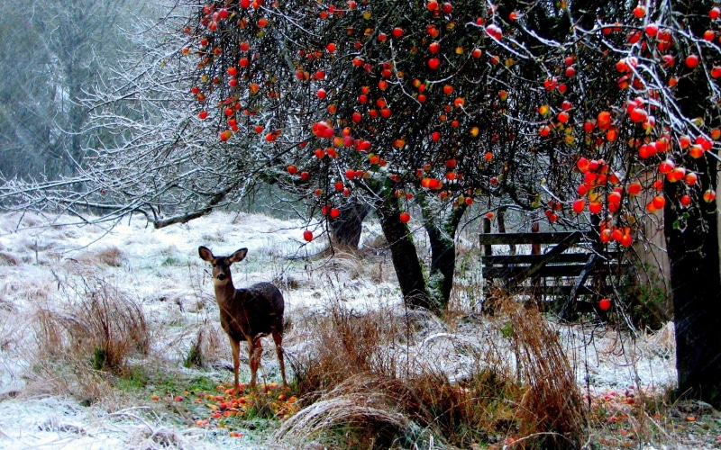 beauty In Nature, one animal, near, land, covered, animal wildlife, domestic, landscape, livestock, animal themes, doe, woodland, tree, growth, snow, vertebrate