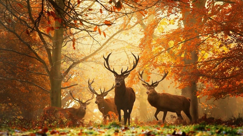 elks, tree, four, brown, woodland, autumn, animals In The Wild, outdoors, change, stag, animal, land, deer, mammal, plant, season, park - Man Made Space
