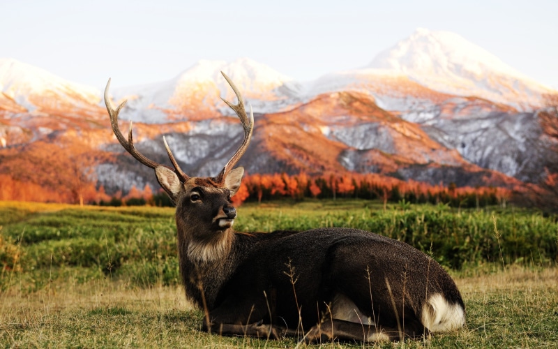 deer, 2K, white, brown, single, stag