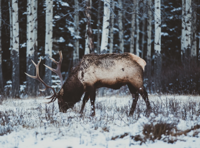Forest, Animal, animal wildlife, Deer, one animal, Beast, animals in the wild, Cold, herbivorous, vertebrate, land, Animals, 4K, Snowing, Outdoors, animal themes