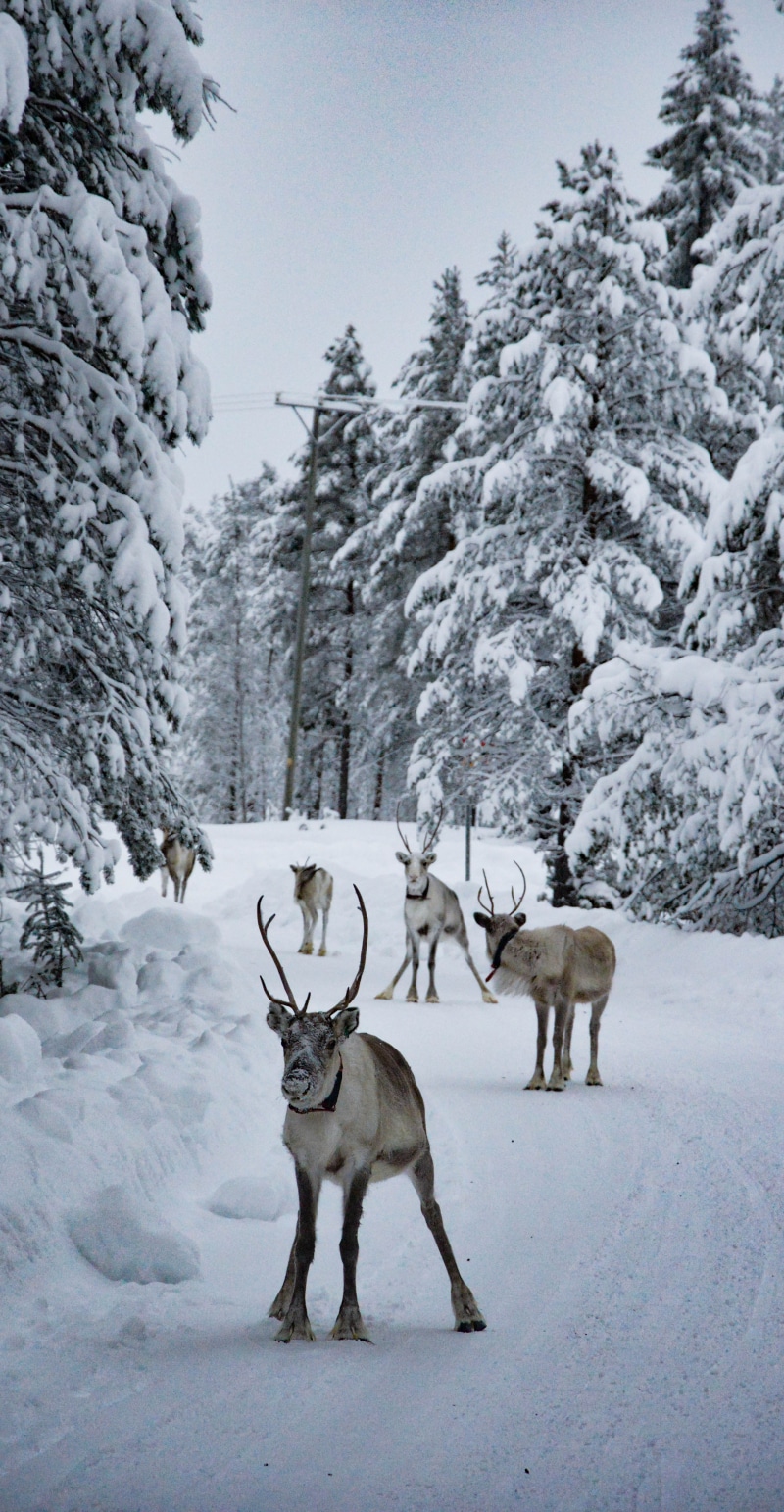 snow, doe, nature, horned, animal, fur, finland, animals In The Wild, ice, path, snowfield, wilderness Area, winter, woodland, season, group, deer, antler