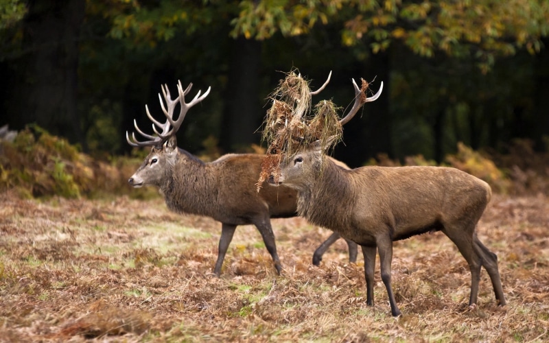 day, tree, 1080P, deer Family, hoofed Mammal, moose, wood, grass, horned, group of animals, stag, forest, two, nature, vertebrate, land, two animals, animal