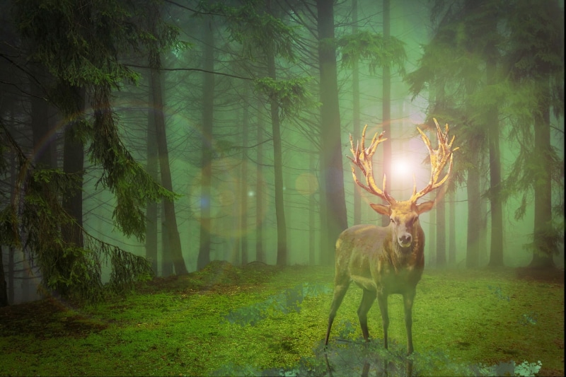 hirsch, antler carrier, stag, wild, lens flare, no people, animal world, brown, wild animal, tree trunk, one animal, king, woodland, mammal, fantasy, green color