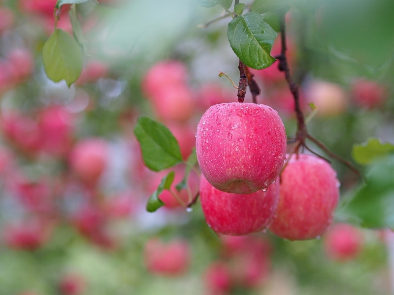 Red, Twigs, 1080P, Apples, Water, After, Drops, Rain, Tree