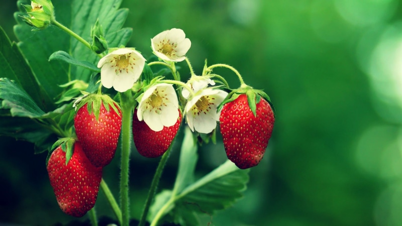 food and drink, close-up, strawberry, healthy eating, nature, ripe, green color, wellbeing, leaf, fruits, 1080P, fruit, plant part, flowers, focus on foreground