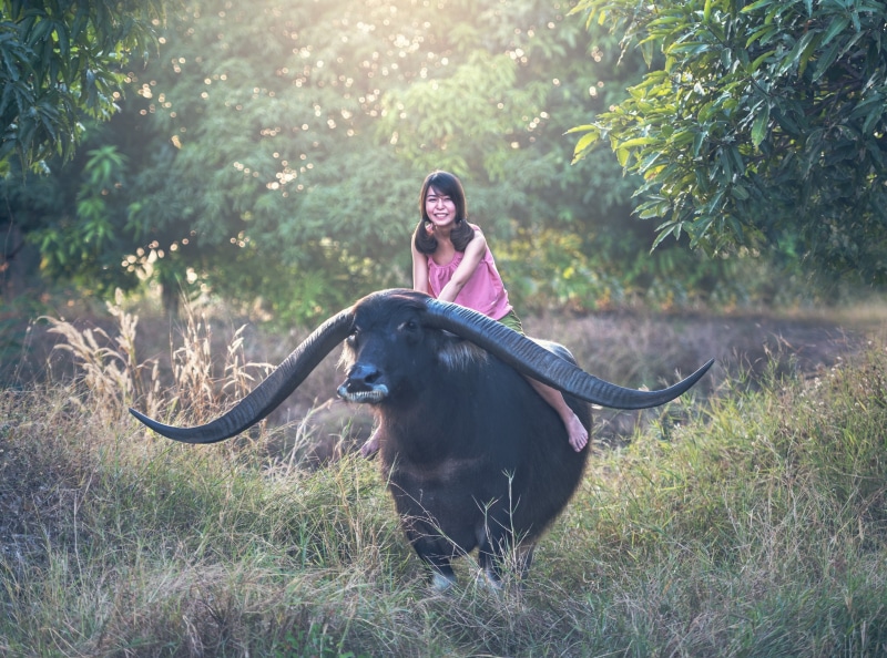transporting, Buffalo, Asia, mammal, field, Water buffalo, teenager, Grass, Girl, plant, pets, Asian buffalo, child, Grasslands, girls, Young, longhorn buffalo