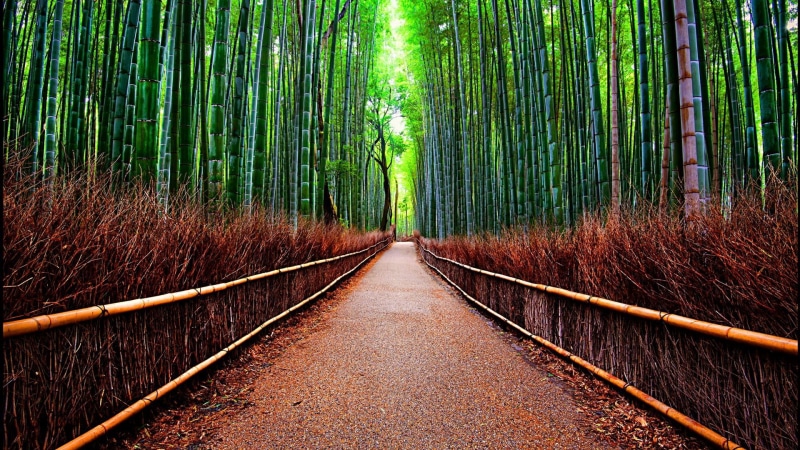 bamboo, growth, kyoto, forest, day, tranquil scene, straight, land, diminishing perspective, vanishing point, the way forward, green color, tree, tranquility