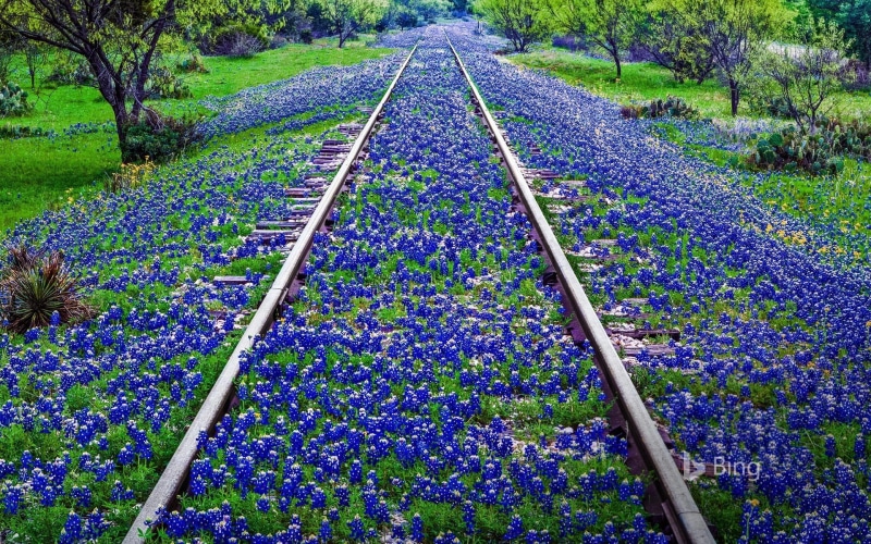 nature, texas, track, beauty in nature, llano, no people, plant, rail transportation, flower, freshness, the way forward, 1080P, field, bluebonnet, growth