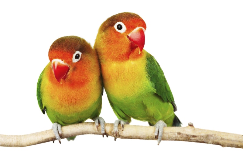 lovebirds, fischeri, agapornis, pair, white, 2K, isolated