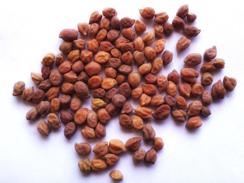 bengal gram, chickpeas, cicer arietinum, kabuli chana, still life, isolated, large group of objects, chickpea, brown, indoors, nutrition, desi chickpea