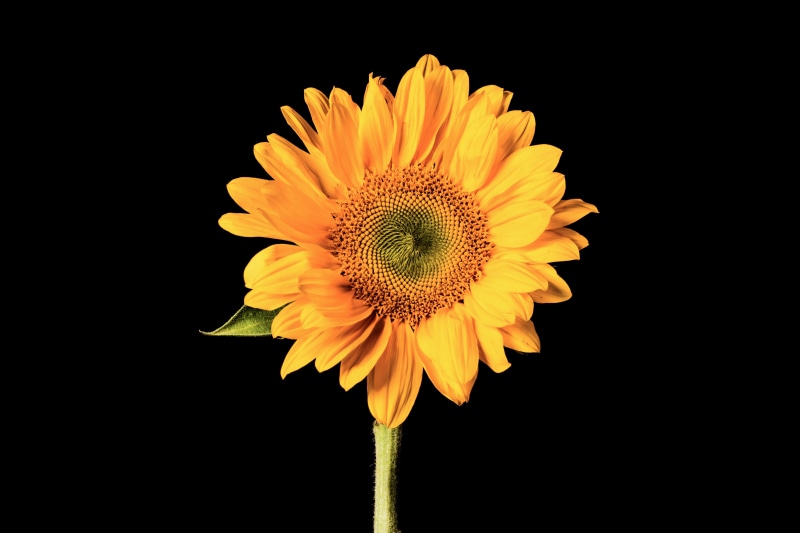close-up, flower head, inflorescence, 5K, pollen, flowering plant, yellow, isolated, sunflower, studio shot, black background, no people, petal, nature