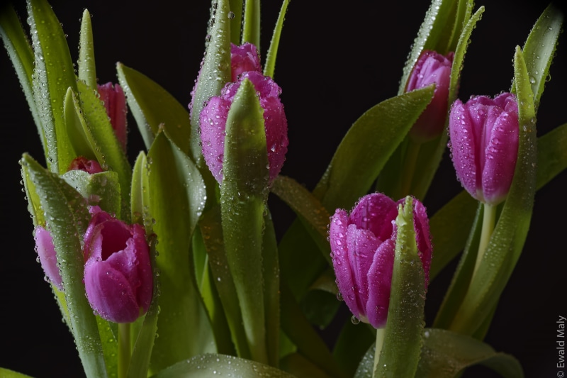 tulip, close-up, plants, flower, nature, digital, beauty In Nature, springtime, purple, plant, Austria, 5K