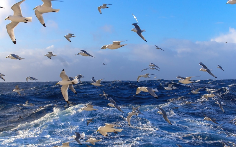 1080P, Water, Many, Blue, Ocean, Waves, Seagulls, Birds, Sea
